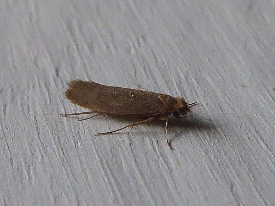 Kledingmot (Tineola bisselliella)