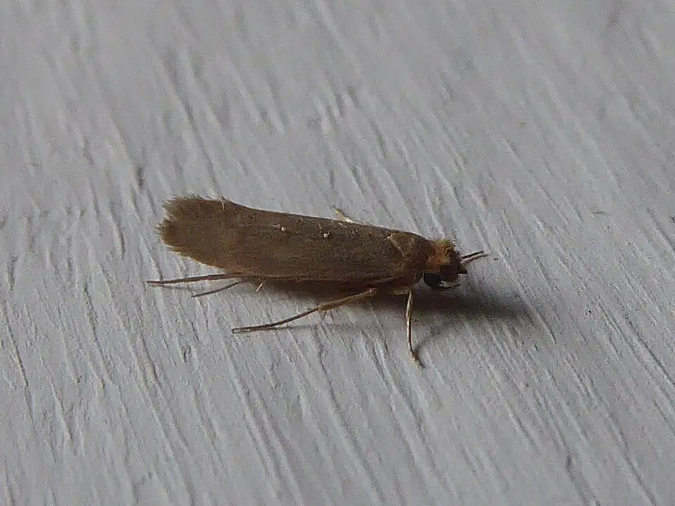 Kledingmot (Tineola bisselliella) op een ondergrond