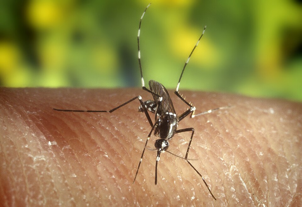 Aziatische tijgermug (Aedes albopictus) op een huid, close-up