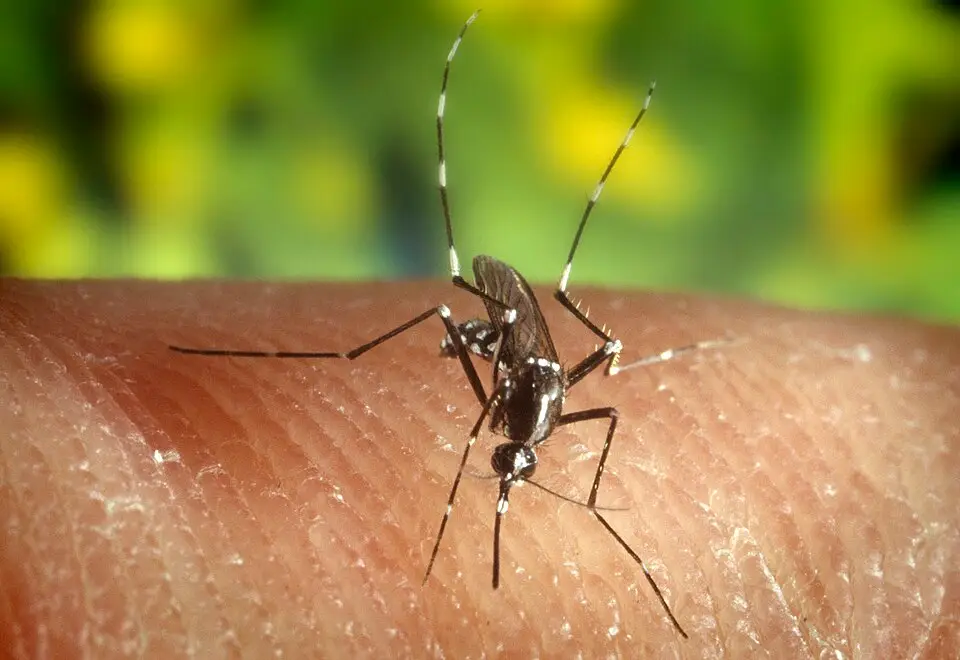 Aziatische tijgermug (Aedes albopictus) op een huid, close-up