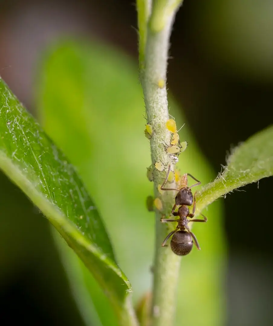 Zwarte tuinmier (Lasius niger) met bladluizen op een tak