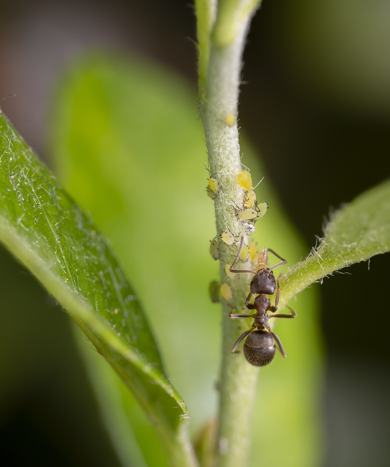 Zwarte tuinmier (Lasius niger) met bladluizen op een tak